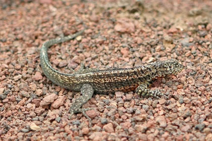 Lava Lizard (Galapagos  Microlophus albemarlensis)