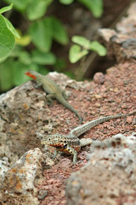 Lava Lizard (Galapagos  Microlophus albemarlensis)