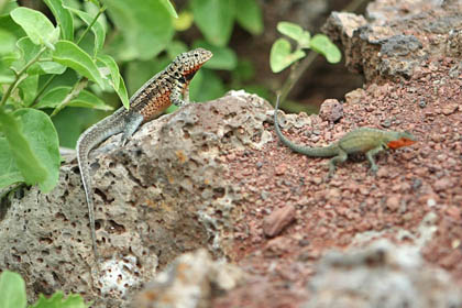 Lava Lizard (Galapagos  Microlophus albemarlensis)