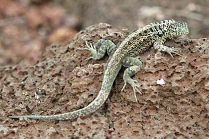 Lava Lizard (Galapagos  Microlophus albemarlensis)
