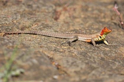 Lava Lizard (Galapagos  Microlophus albemarlensis)