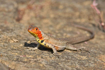 Lava Lizard (Galapagos  Microlophus albemarlensis)