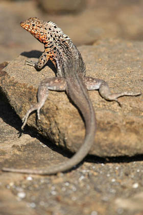 Lava Lizard (Galapagos  Microlophus albemarlensis)