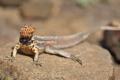 Lava Lizard Image @ Kiwifoto.com