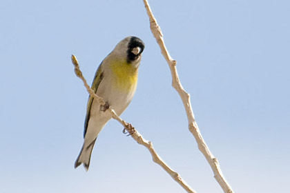 Lawrence's Goldfinch