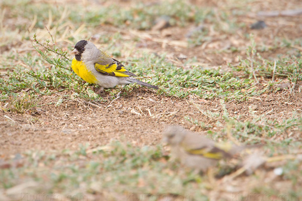 Lawrence's Goldfinch Photo @ Kiwifoto.com