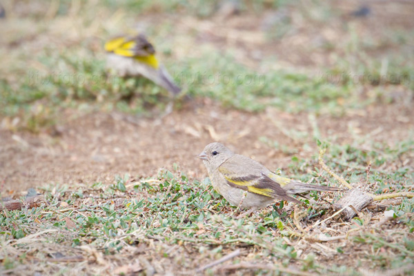 Lawrence's Goldfinch Photo @ Kiwifoto.com