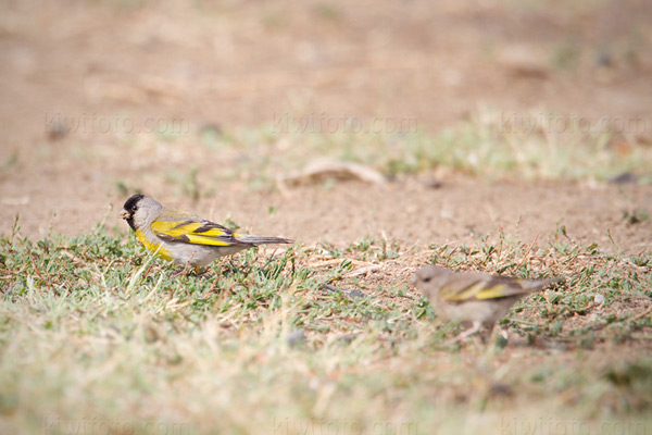 Lawrence's Goldfinch Image @ Kiwifoto.com