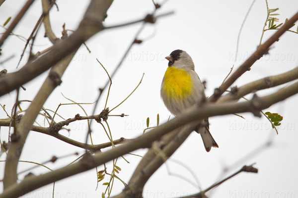 Lawrence's Goldfinch