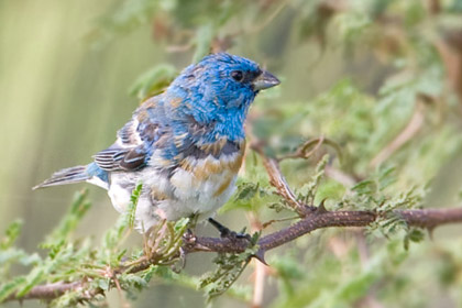 Lazuli Bunting Picture @ Kiwifoto.com