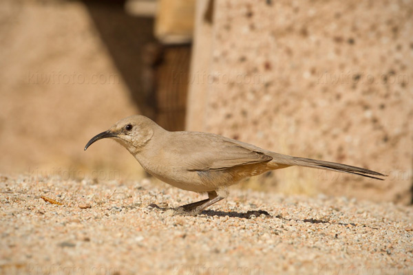 Le Conte's Thrasher