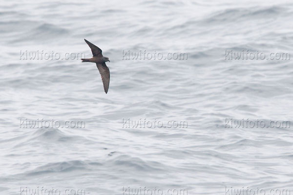 Leach's Storm-Petrel