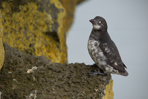 Least Auklet Picture @ Kiwifoto.com