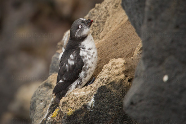 Least Auklet Image @ Kiwifoto.com