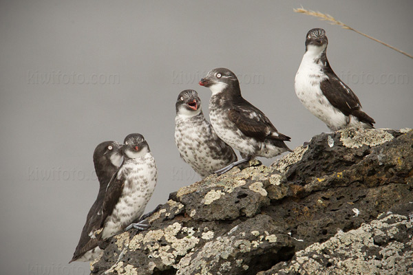 Least Auklet Photo @ Kiwifoto.com