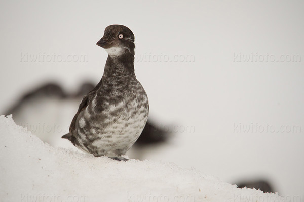 Least Auklet Picture @ Kiwifoto.com