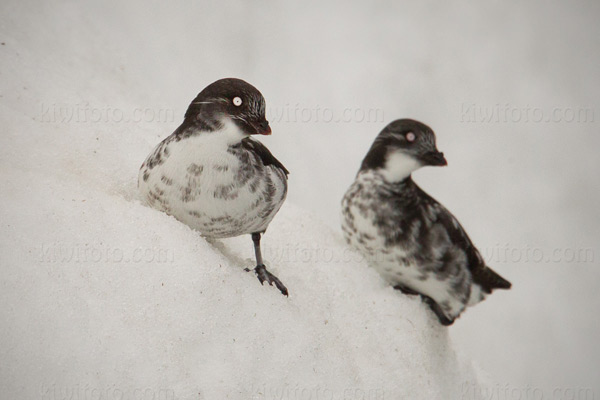 Least Auklet Photo @ Kiwifoto.com