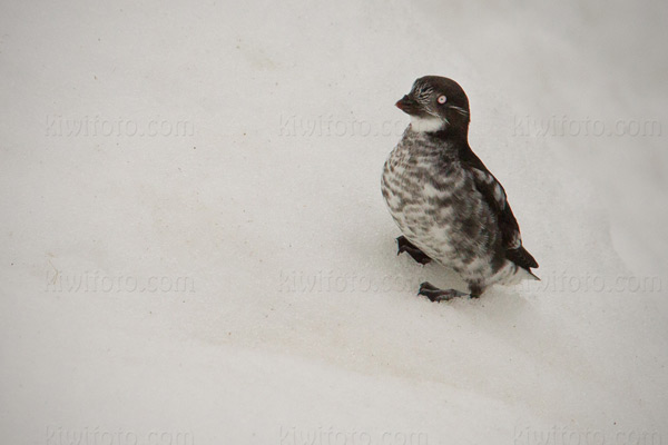 Least Auklet Photo @ Kiwifoto.com