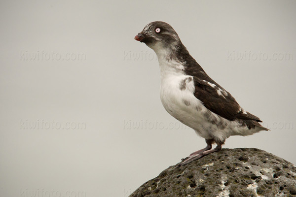 Least Auklet Photo @ Kiwifoto.com