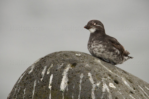 Least Auklet Photo @ Kiwifoto.com