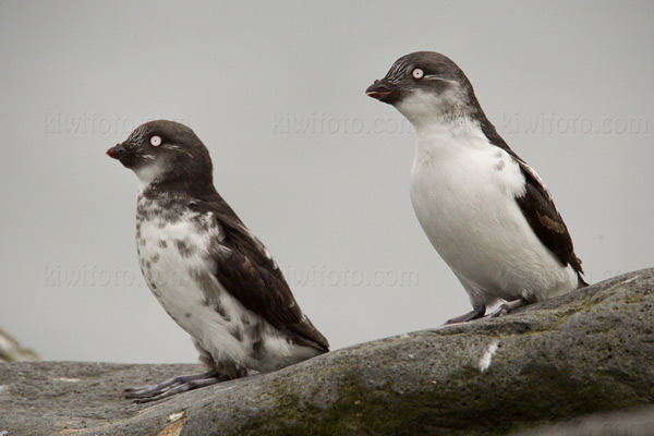 Least Auklet Photo @ Kiwifoto.com