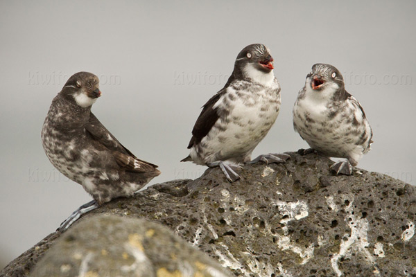 Least Auklet Photo @ Kiwifoto.com