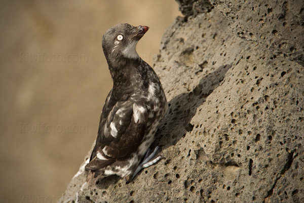 Least Auklet Photo @ Kiwifoto.com