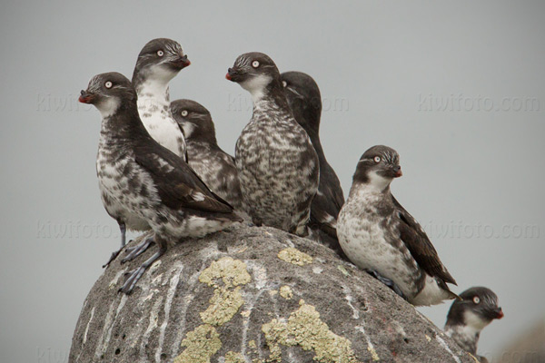 Least Auklet Image @ Kiwifoto.com