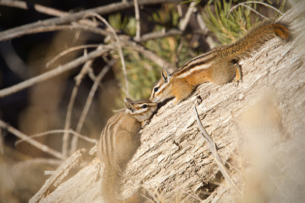 Least Chipmunk Image @ Kiwifoto.com