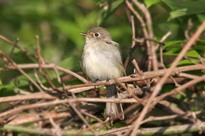 Least Flycatcher