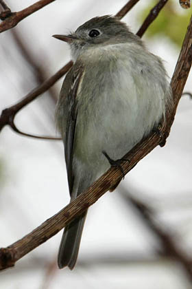 Least Flycatcher Picture @ Kiwifoto.com