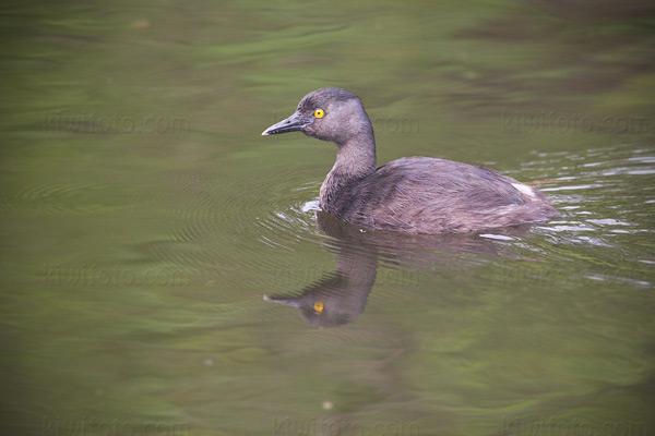 Least Grebe (T. d. dominicus)