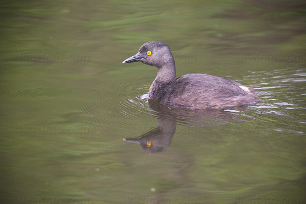 Least Grebe Photo @ Kiwifoto.com