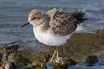 Least Sandpiper Image @ Kiwifoto.com