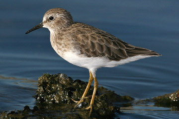 Least Sandpiper Image @ Kiwifoto.com