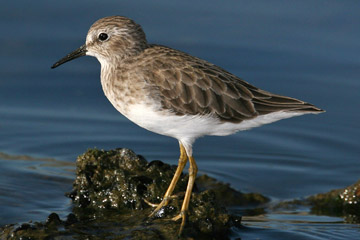 Least Sandpiper Photo @ Kiwifoto.com