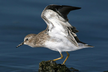 Least Sandpiper Image @ Kiwifoto.com