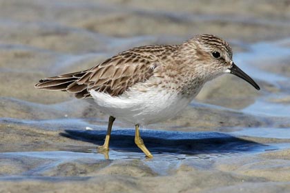 Least Sandpiper Image @ Kiwifoto.com