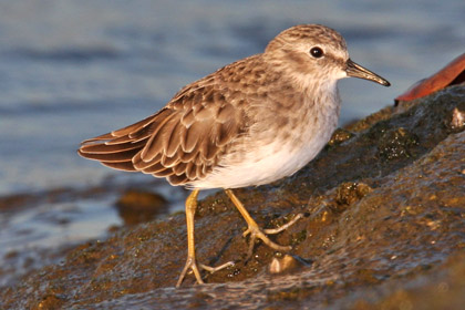 Least Sandpiper Image @ Kiwifoto.com