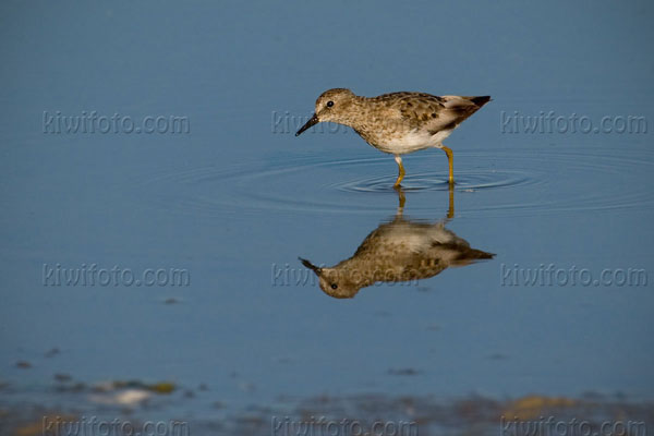 Least Sandpiper Photo @ Kiwifoto.com