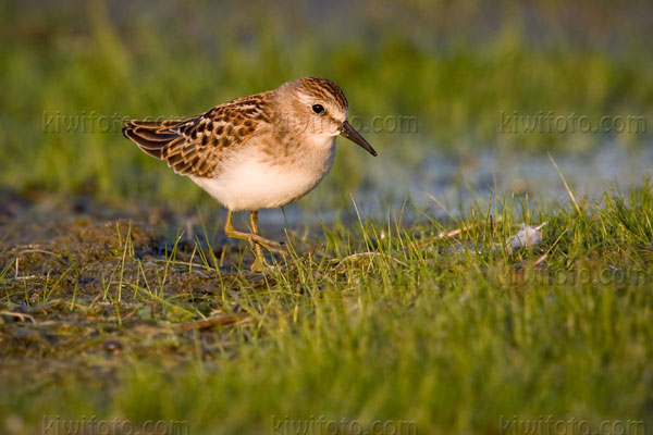 Least Sandpiper Image @ Kiwifoto.com