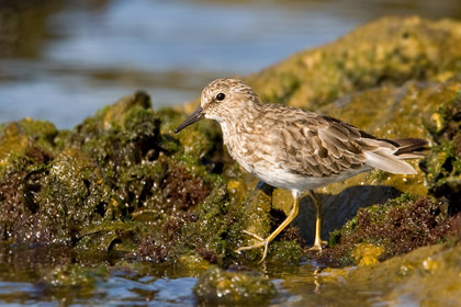 Least Sandpiper