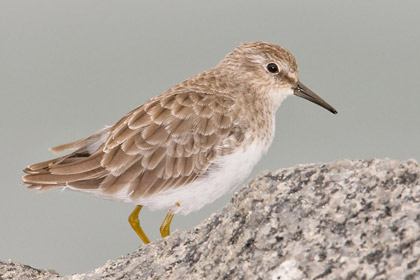 Least Sandpiper Image @ Kiwifoto.com