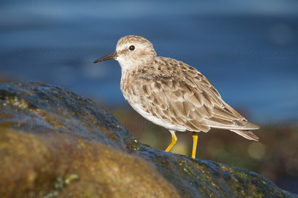 Least Sandpiper Photo @ Kiwifoto.com