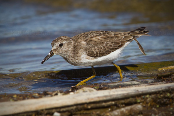 Least Sandpiper Image @ Kiwifoto.com