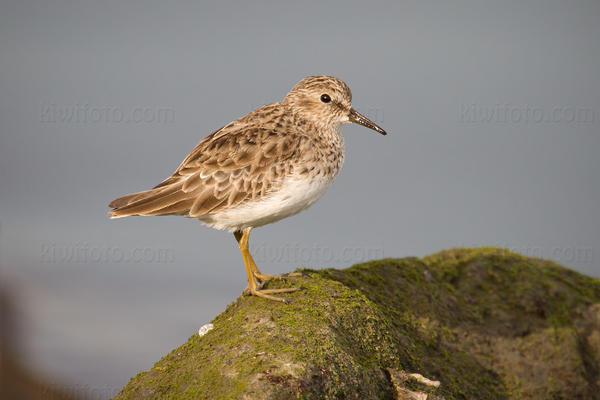 Least Sandpiper Picture @ Kiwifoto.com