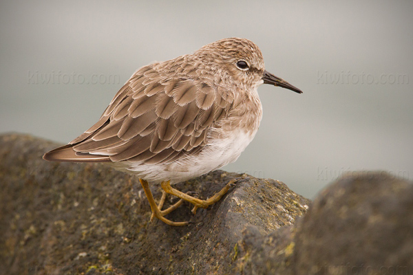 Least Sandpiper Image @ Kiwifoto.com