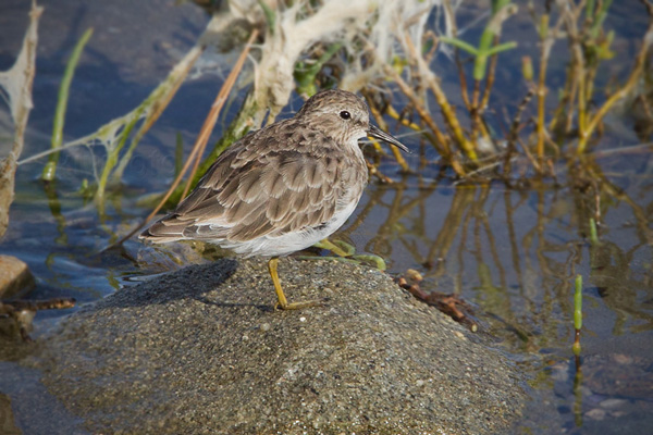 Least Sandpiper Picture @ Kiwifoto.com