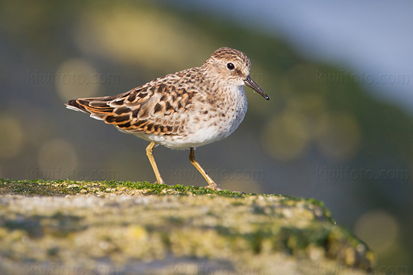 Least Sandpiper Photo @ Kiwifoto.com