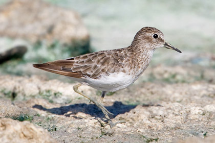 Least Sandpiper (juvenal)